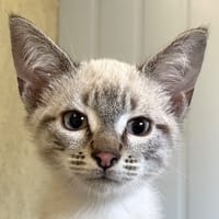 Roquefort, chat à adopter
