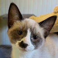 Boursin, chat à adopter