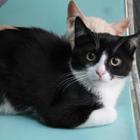 FLEFFY, chat à adopter