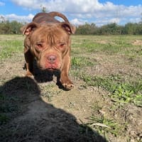 SULLY, chienne à adopter