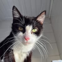 fricanne, chatte à adopter