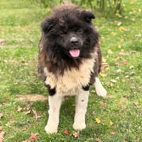 Raven CAA16198, chien à adopter