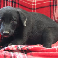 MAA 3736, chienne à adopter