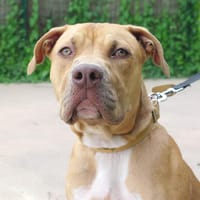 TOBY, chien à adopter