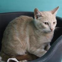 FLINT, chat à adopter