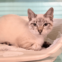MAIN, chatte à adopter