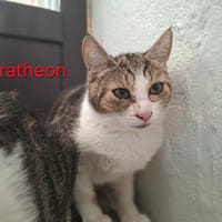 BARATHEON, chatte à adopter