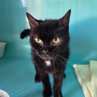 kalinette, chatte à adopter