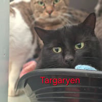 TARGARYEN, chatte à adopter