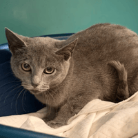 BLUEY, chatte à adopter