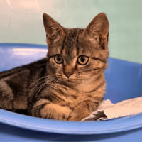 BISCOTTE DU BUISSON, chatte à adopter