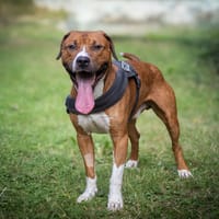 JUNIOR, chien à adopter