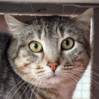 ZEYN, chat à adopter