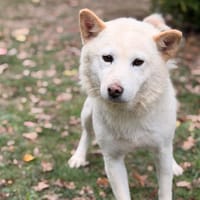 Roxanne CAA16194, chienne à adopter