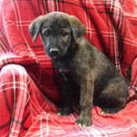 MAA 3740, chien à adopter
