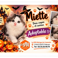 MIETTE (Réservé), chat à adopter