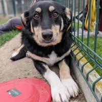 Trixie, chienne à adopter