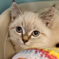 SANTI QCT, chat à adopter