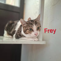 FREY, chatte à adopter