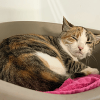 DAM, chatte à adopter