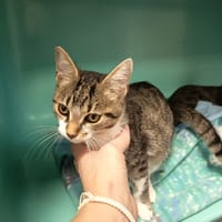 SVÉA C, chatte à adopter