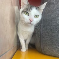 tinka, chatte à adopter