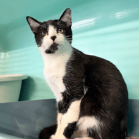 WOOCKY, chat à adopter