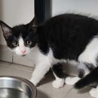 SANTIAGO QCT, chatte à adopter
