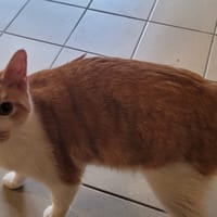 STITCH, chat à adopter