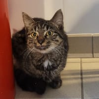 VOLTAIRE, chat à adopter