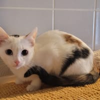 Yuna, chatte à adopter