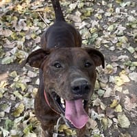 ZEUS, chien à adopter