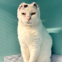 ZIBOU, chat à adopter