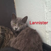 LANNISTER, chatte à adopter