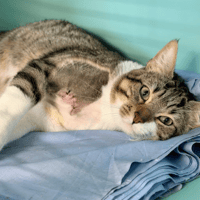 PUPUYU, chat à adopter