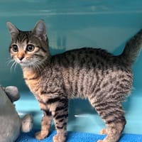 DUMAN, chatte à adopter