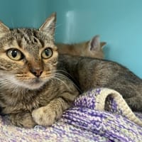 BAGHERA, chatte à adopter