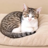SUCRETTE, chatte à adopter
