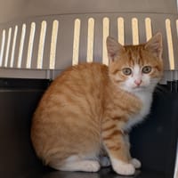 MOWGLI, chat à adopter
