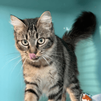 TANYA, chatte à adopter