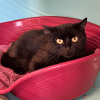 SENNA, chatte à adopter