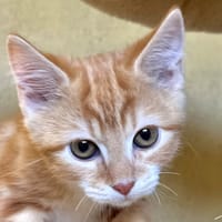 Diplomate, chat à adopter