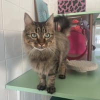 Sushi, chatte à adopter