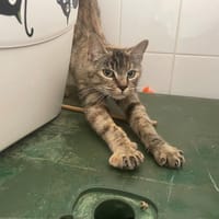 Karla, chatte à adopter