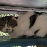 JUPITER, chat à adopter