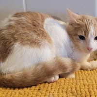 Aho, chat à adopter