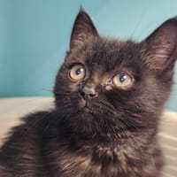CHUAN QCT (a trouvé sa famille), chat à adopter