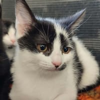BUENOS QCT (a trouvé sa famille), chat à adopter
