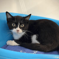TINE, chatte à adopter
