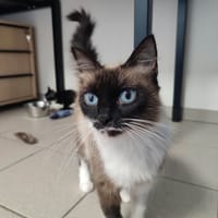 DACCA QCT (j'ai trouvé ma famille), chatte à adopter